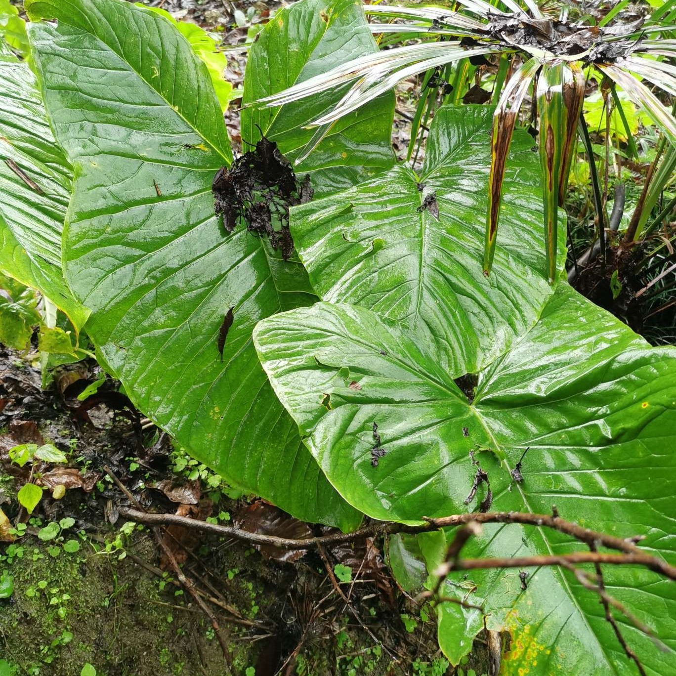 禹白附子秦岭白附子自然生长禹白附子根块种子生干片批零包邮