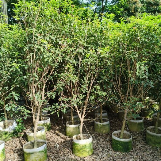 普宁市桂花，低价供应H150-250cm桂花树袋苗