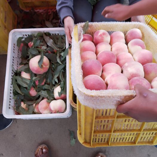 沂水县金秋红密  金秋红蜜