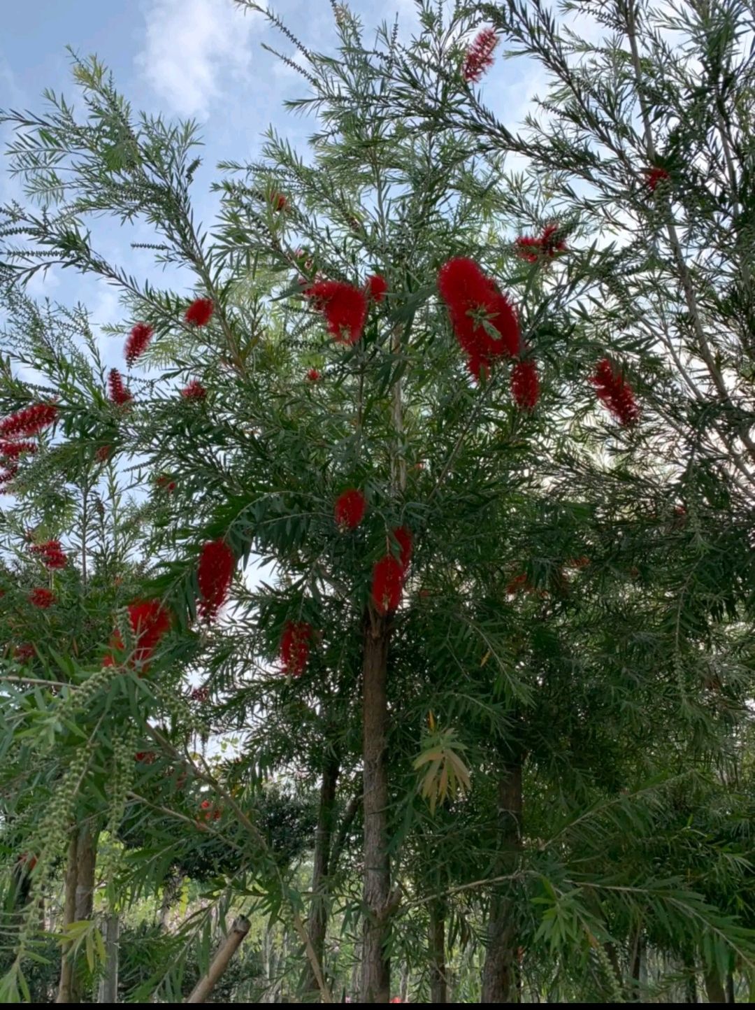 4～6胸径多花红千层，钱串柳，货源充足，价格合理