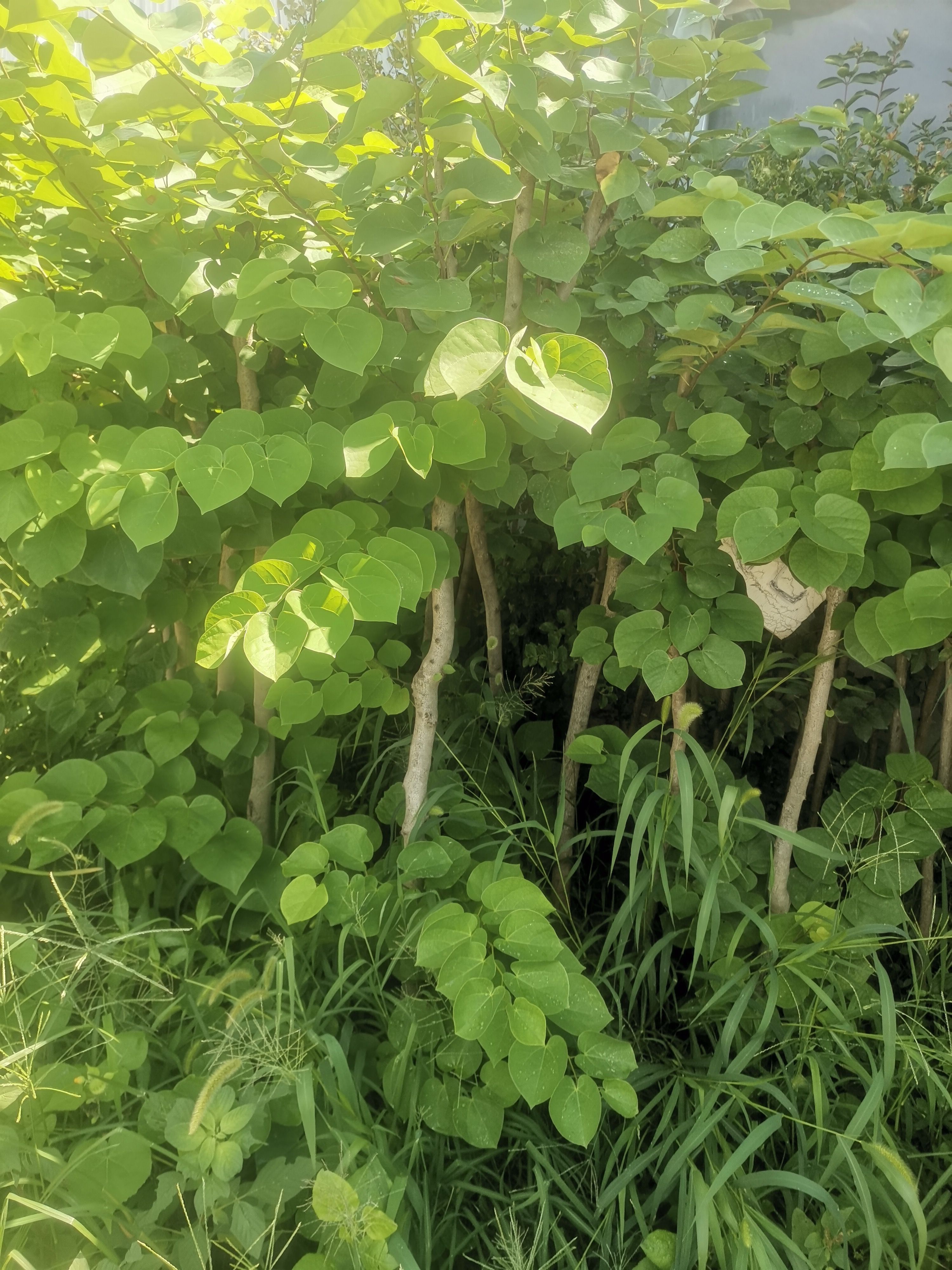 丛生紫荆  紫荆花树苗花苗紫荆树苗紫金花树苗名贵庭院绿化植物