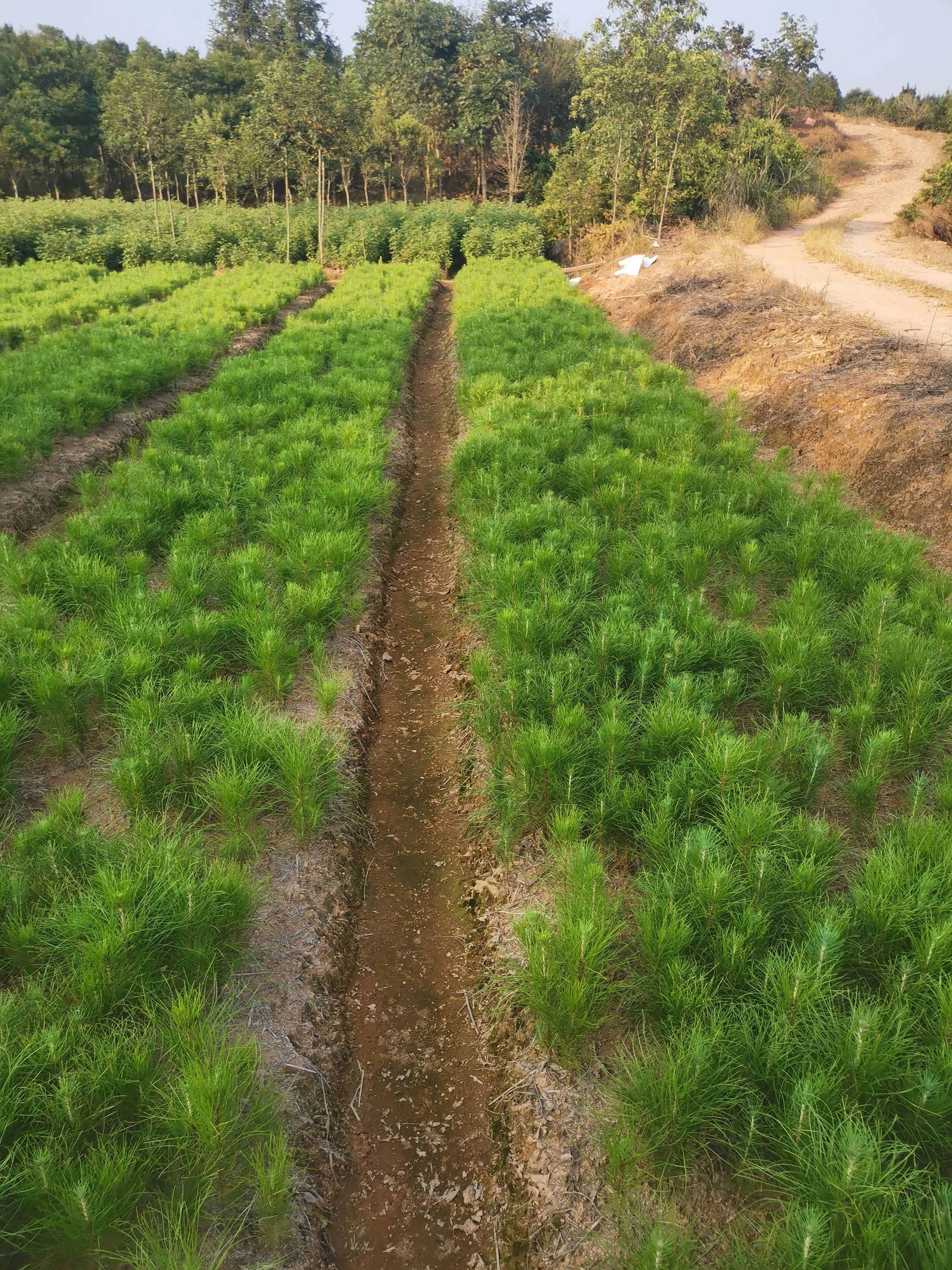湿地松树苗  一年湿地松小苗价格，规格30公分高，粗度0.5