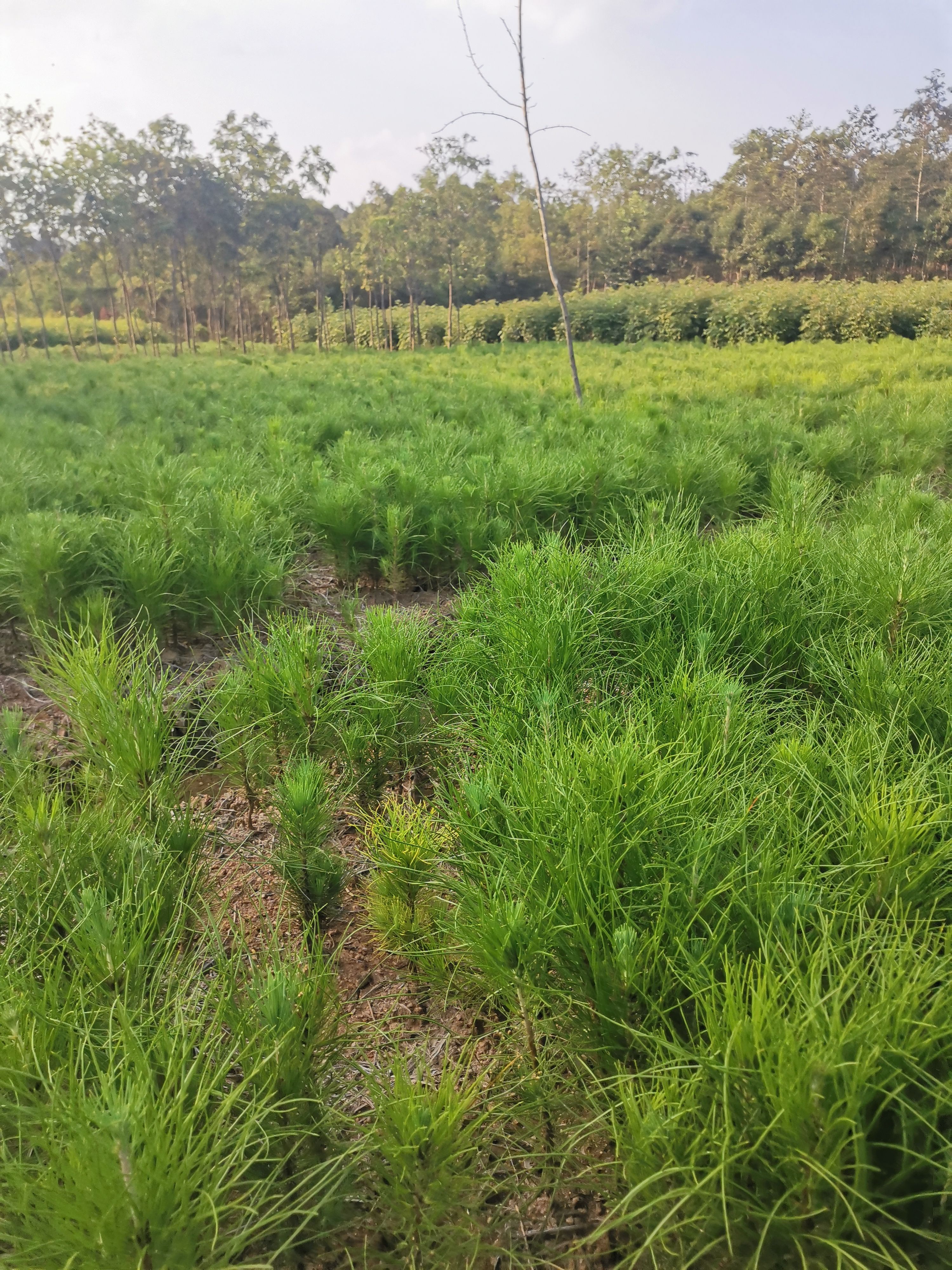 湿地松树苗  一年湿地松小苗价格，规格30公分高，粗度0.5