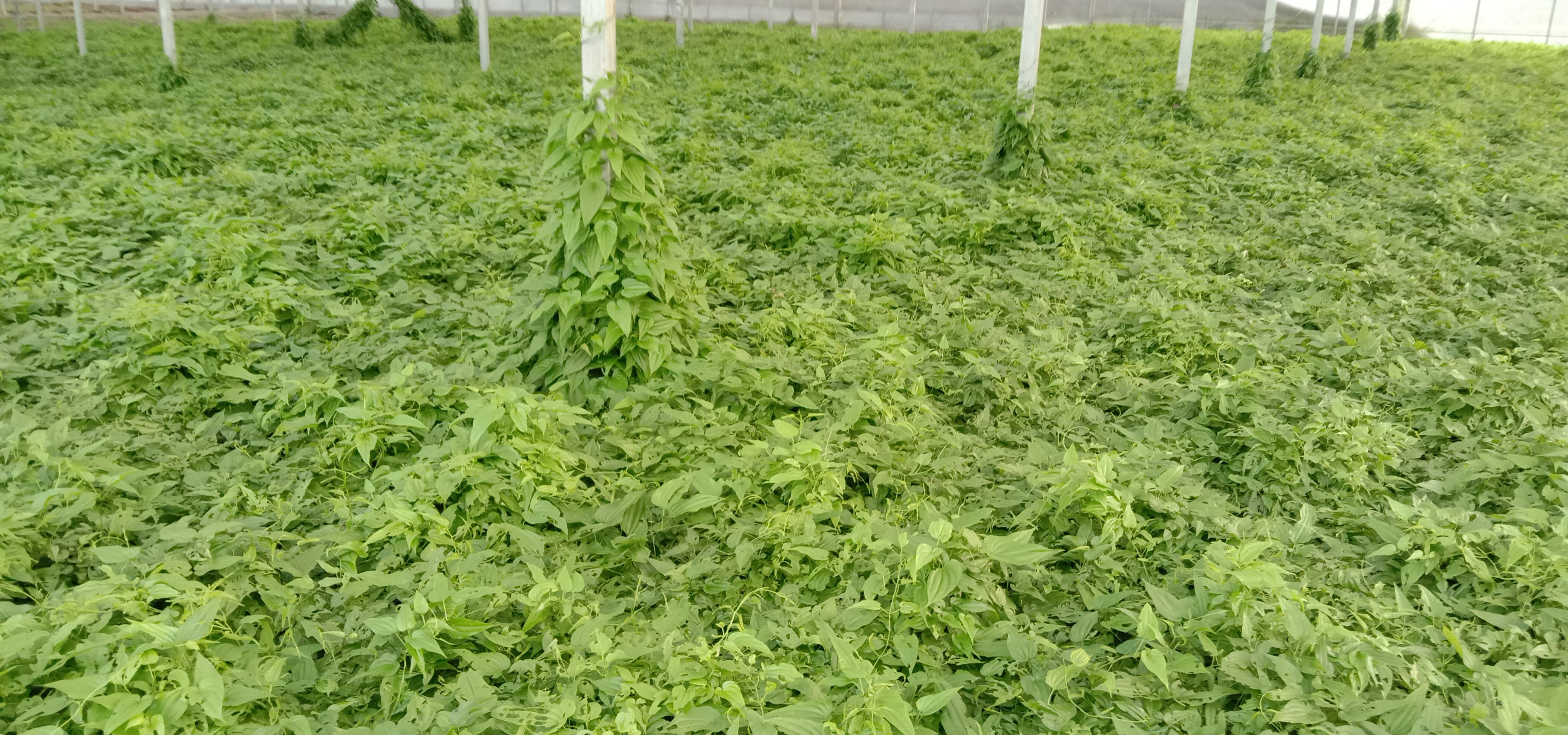 基地直供湖北道地中药材红花对叶大百部苗。一手货源。
