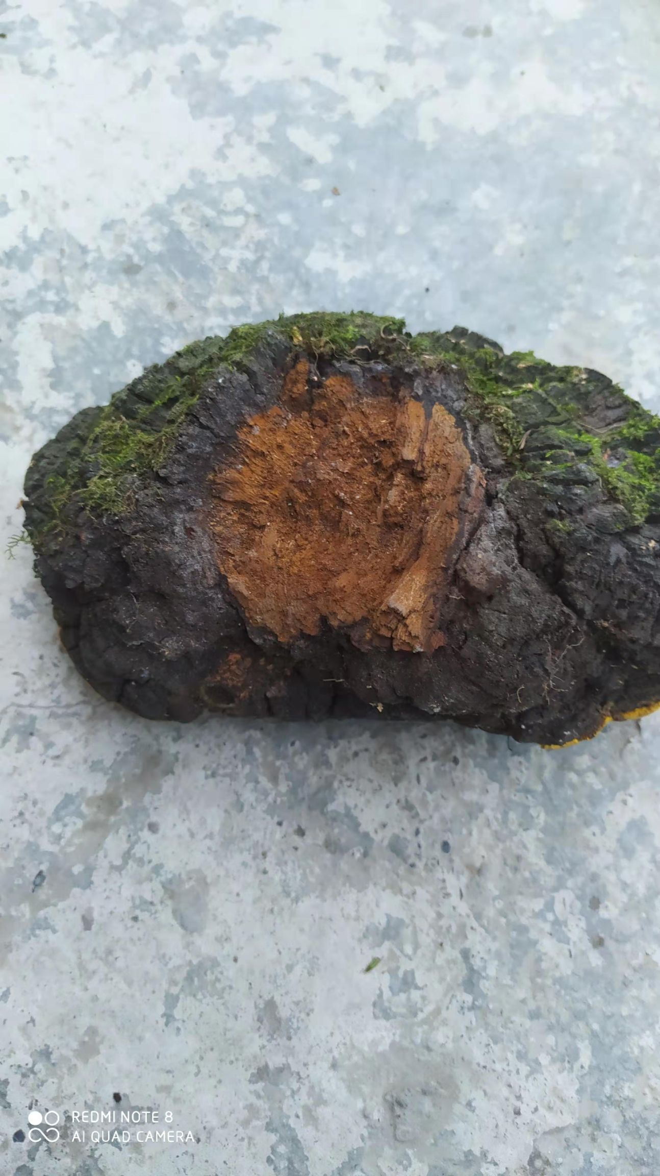 桑黄，纯极货桑黄