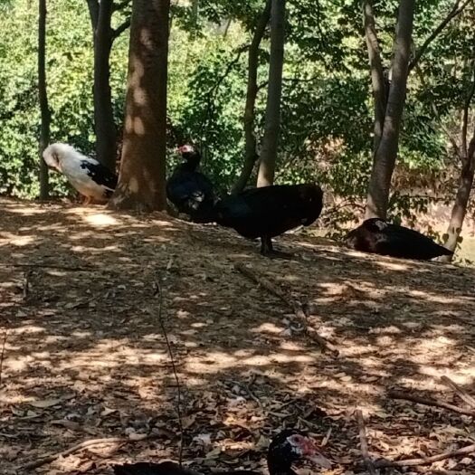 句容市番鸭 8-9斤 公 全散养 