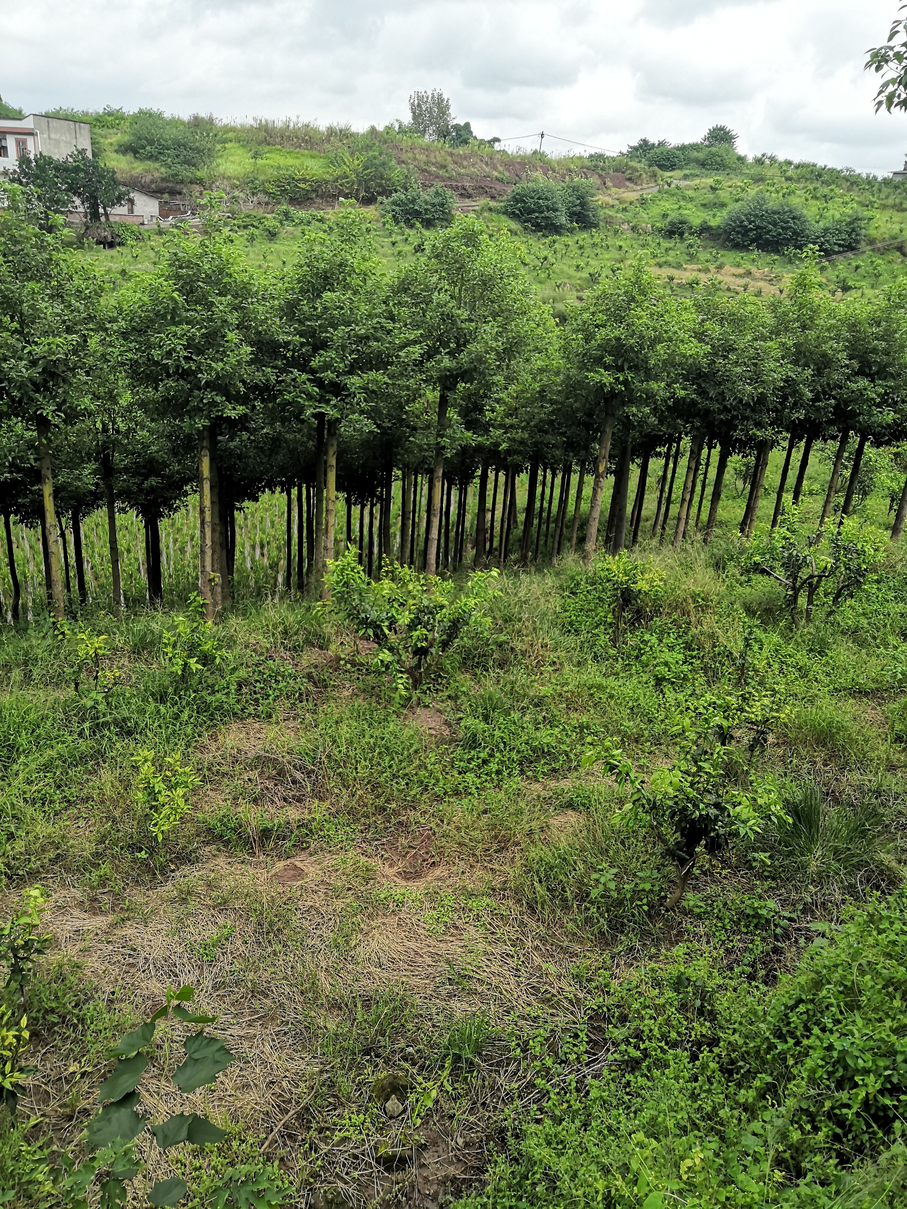 小叶樟  小叶香樟。