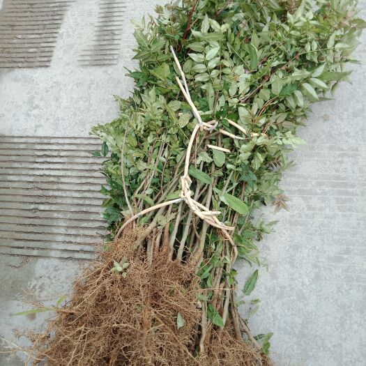 凤县大红袍花椒苗