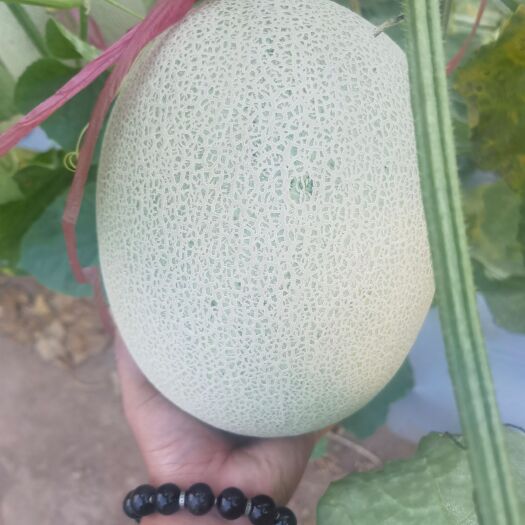 海阳市 海阳精品网纹瓜  一手货源