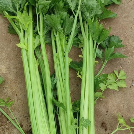 寿光市西芹芹菜苗法国皇后芹菜品种光泽好不空心纤维少脆嫩