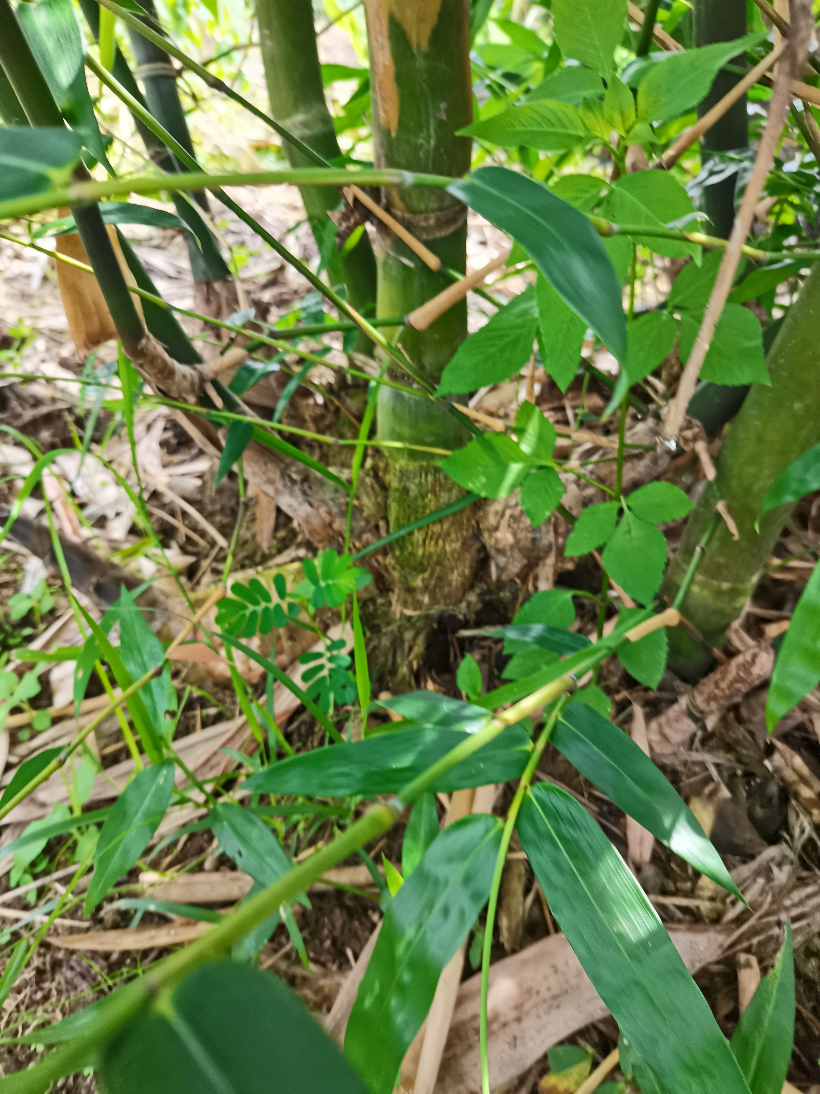 勃世甜龙竹苗  福建土楼  故里南靖 自家种植甜竹笋和竹苗