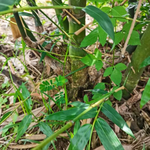 勃世甜龙竹苗  福建土楼  故里南靖 自家种植甜竹笋和竹苗