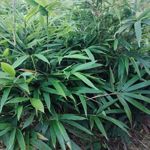 筠连县 方竹苗