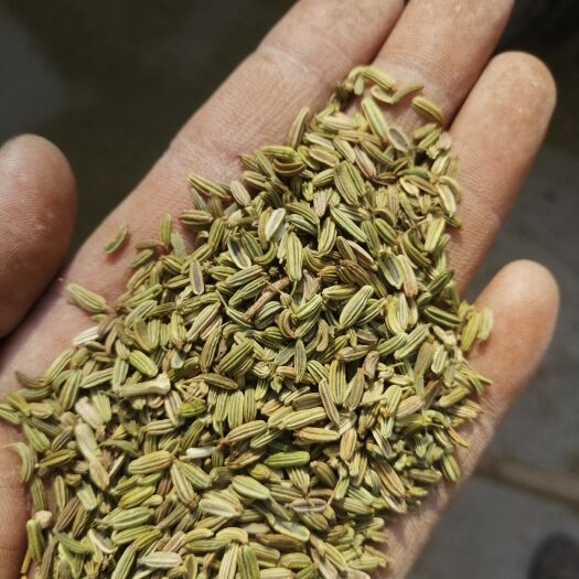 小茴香籽