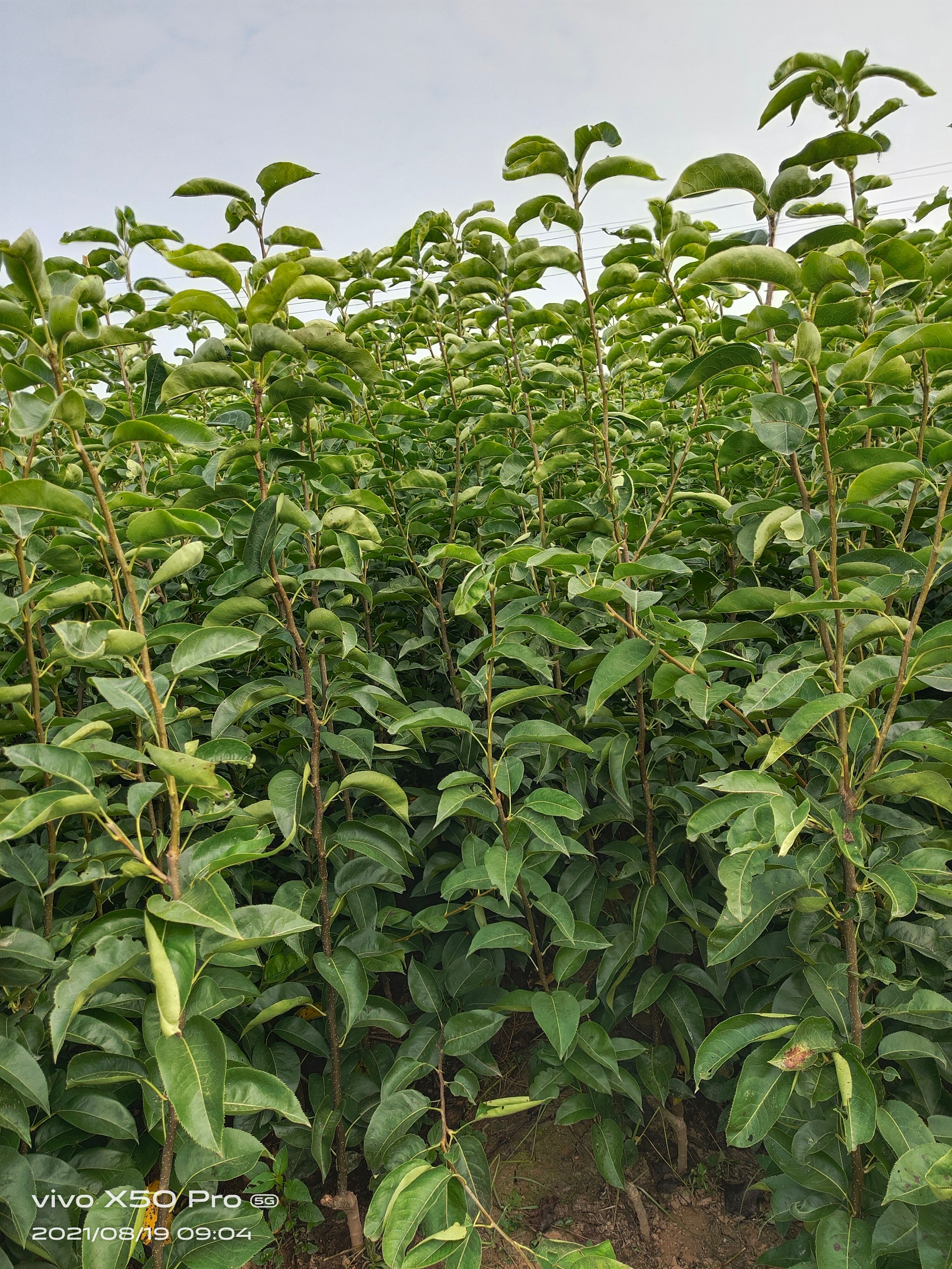 酥翠一号梨  特优早熟梨，果品端正，肉质细腻，丰产性高！