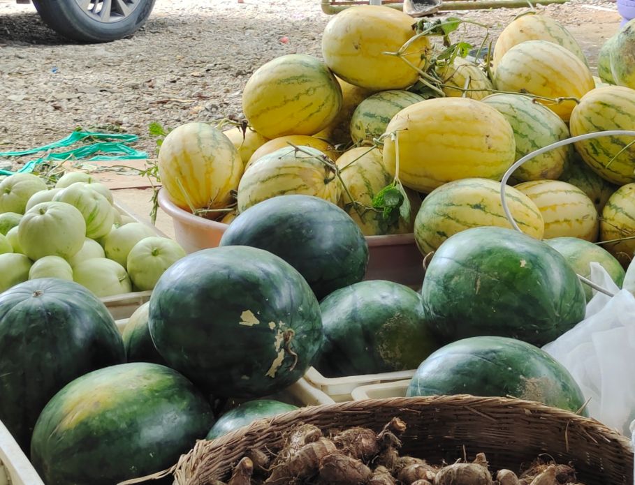 麒麟西瓜 广东省韶关市新丰县 2茬 