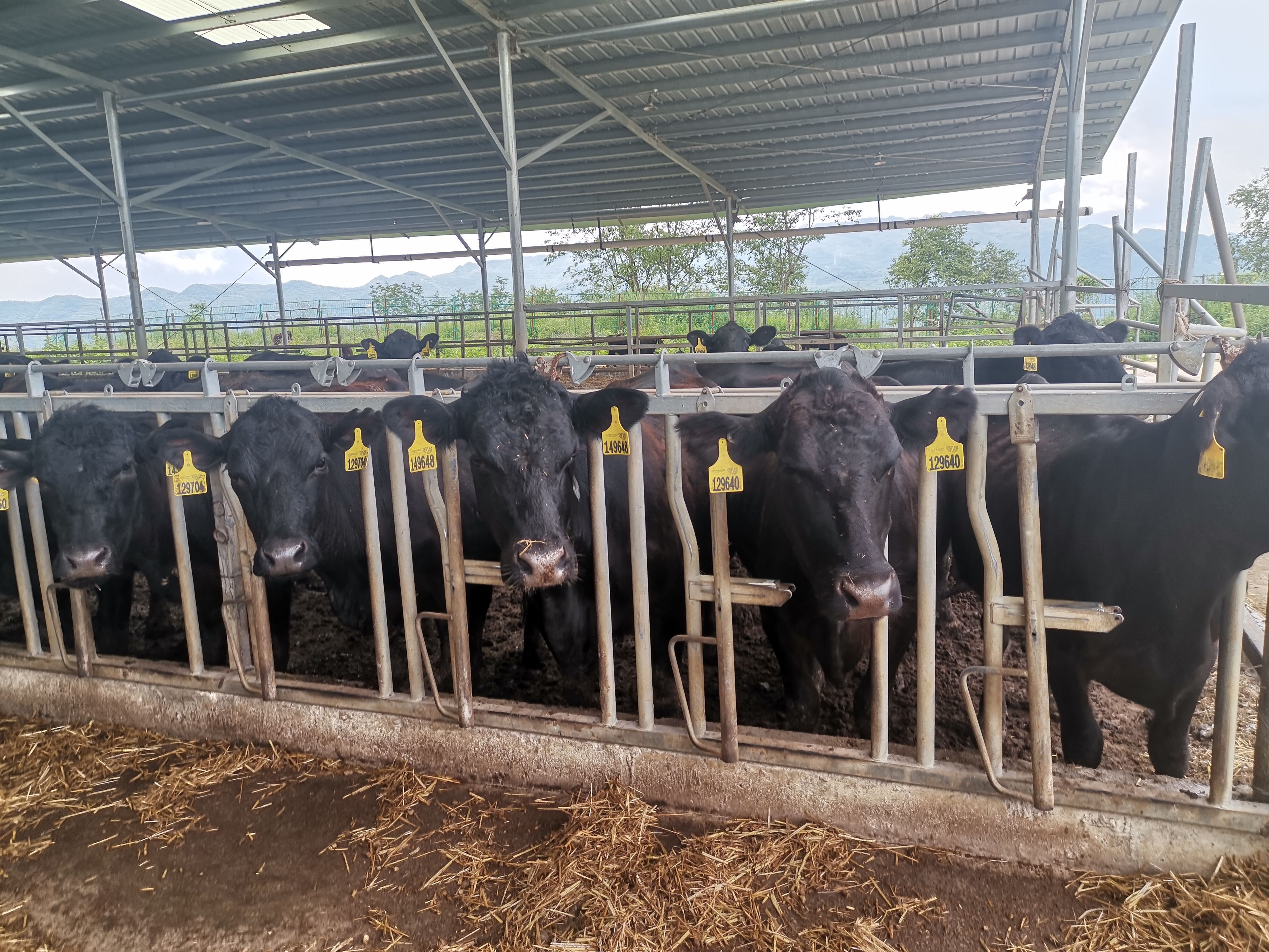  大量出售安格斯牛