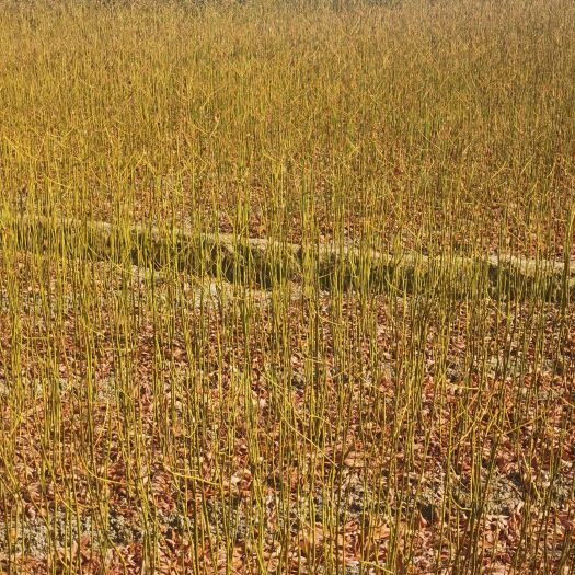 奉新县 檫木苗，当年檫木小苗价格1.2元，粗度0.5，高度50裸根