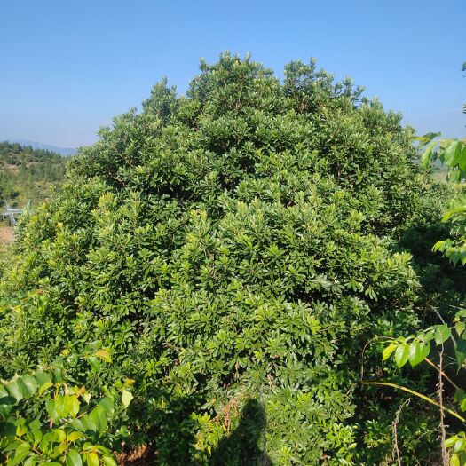 靖州县 杨梅树