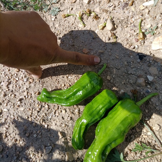 巴林左旗 出售芜湖椒量大400亩出售.便宜出售加工厂食堂学校对接