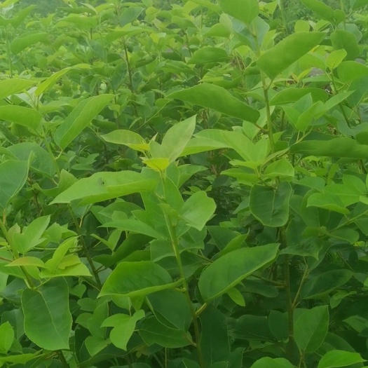 炎陵县半枫荷嫁接苗