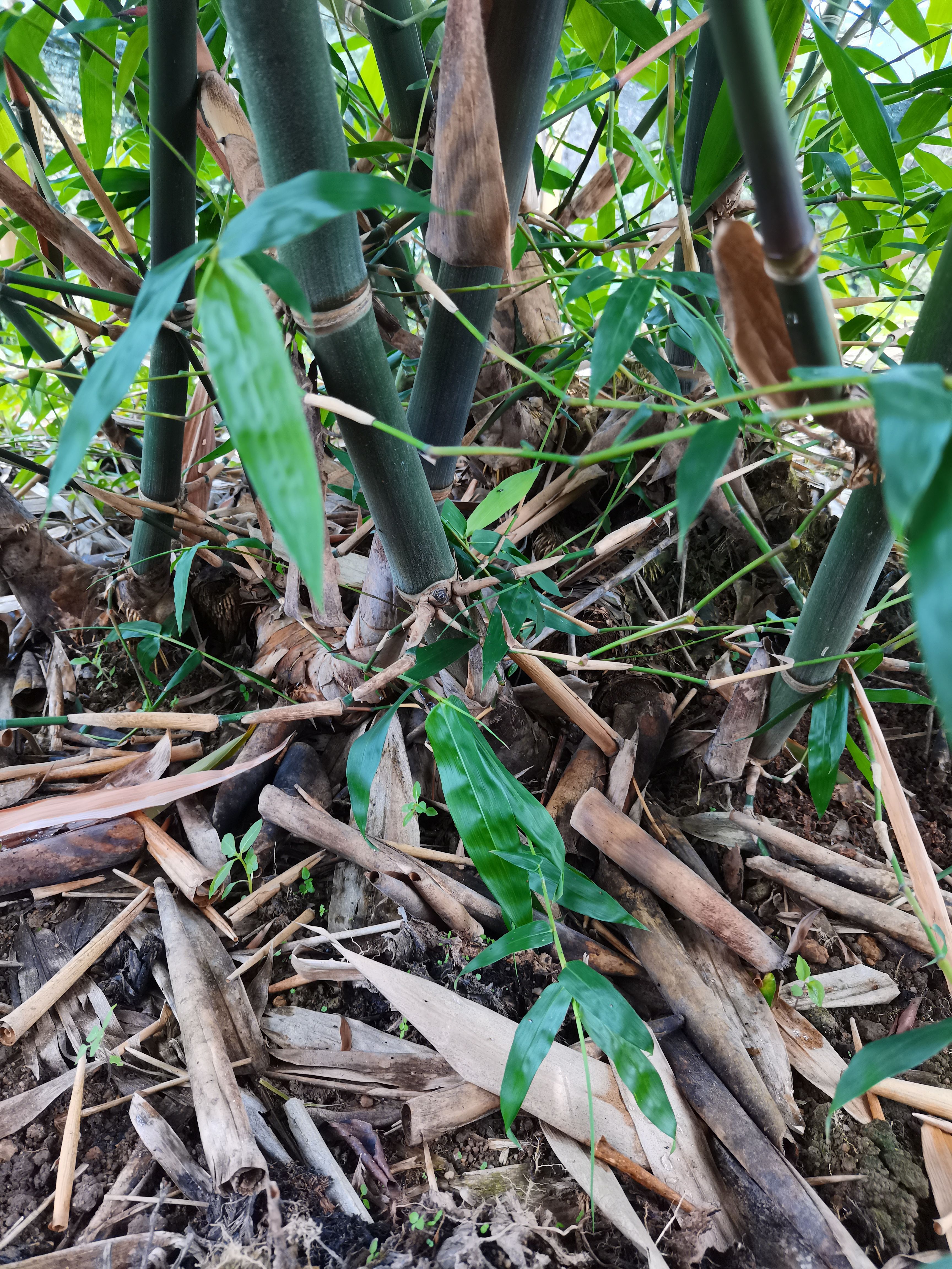 勃世甜龙竹苗  福建土楼  故里南靖 自家种植甜竹笋和竹苗