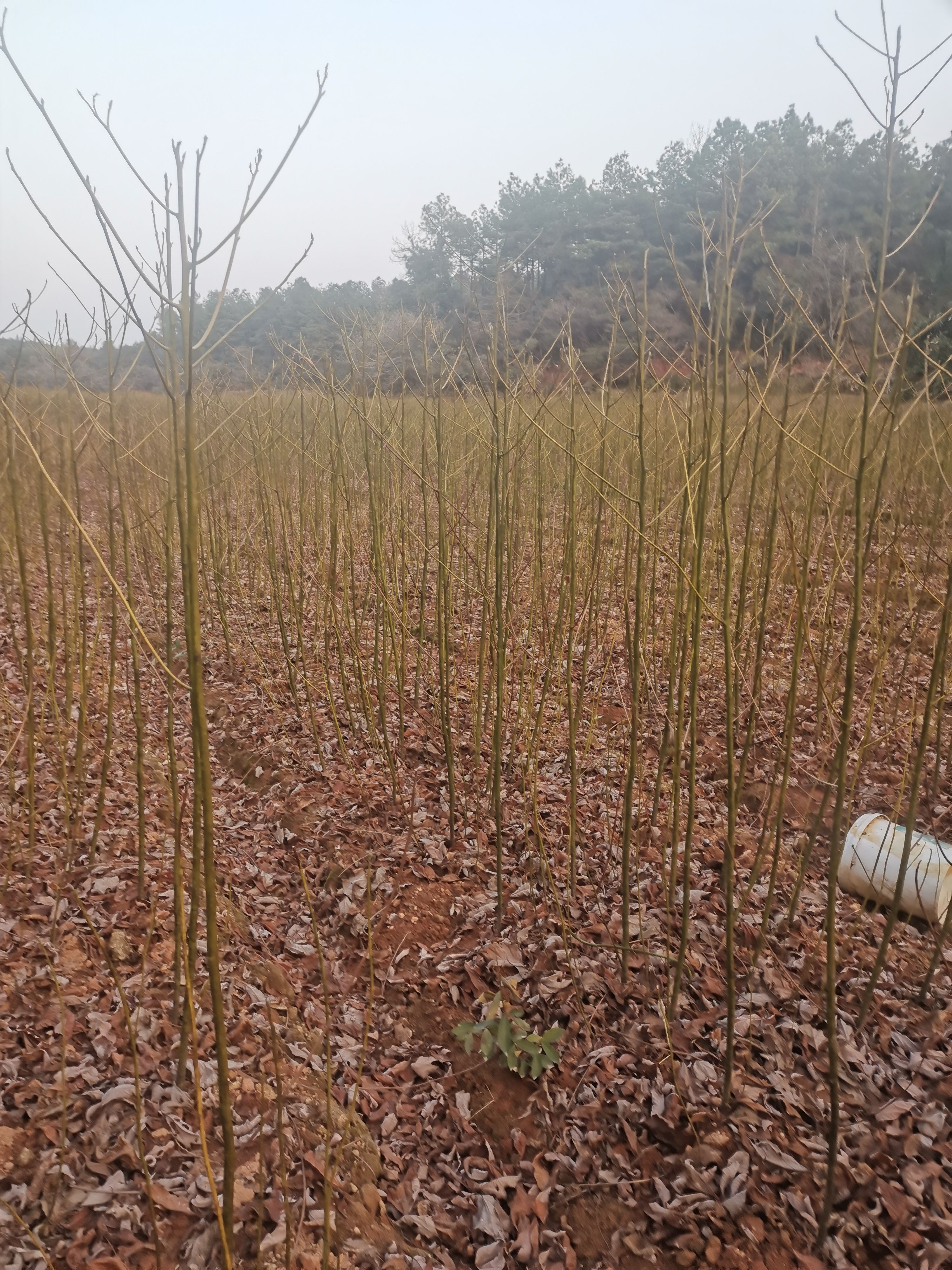  檫木苗，当年檫木小苗价格1.2元，粗度0.5，高度50裸根