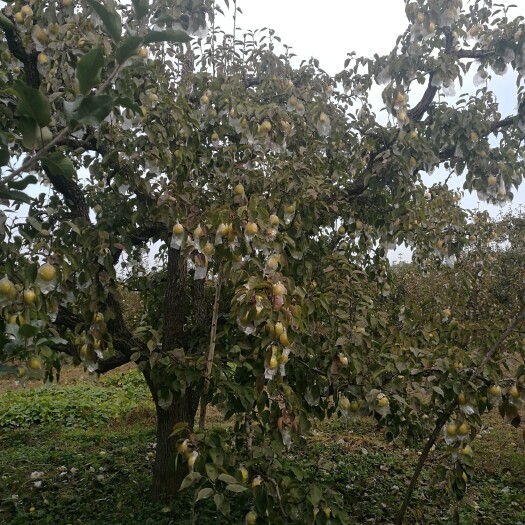 昌黎县蜜梨  2023生长期最长山坡地，百年老树结的金秋蜜梨密梨