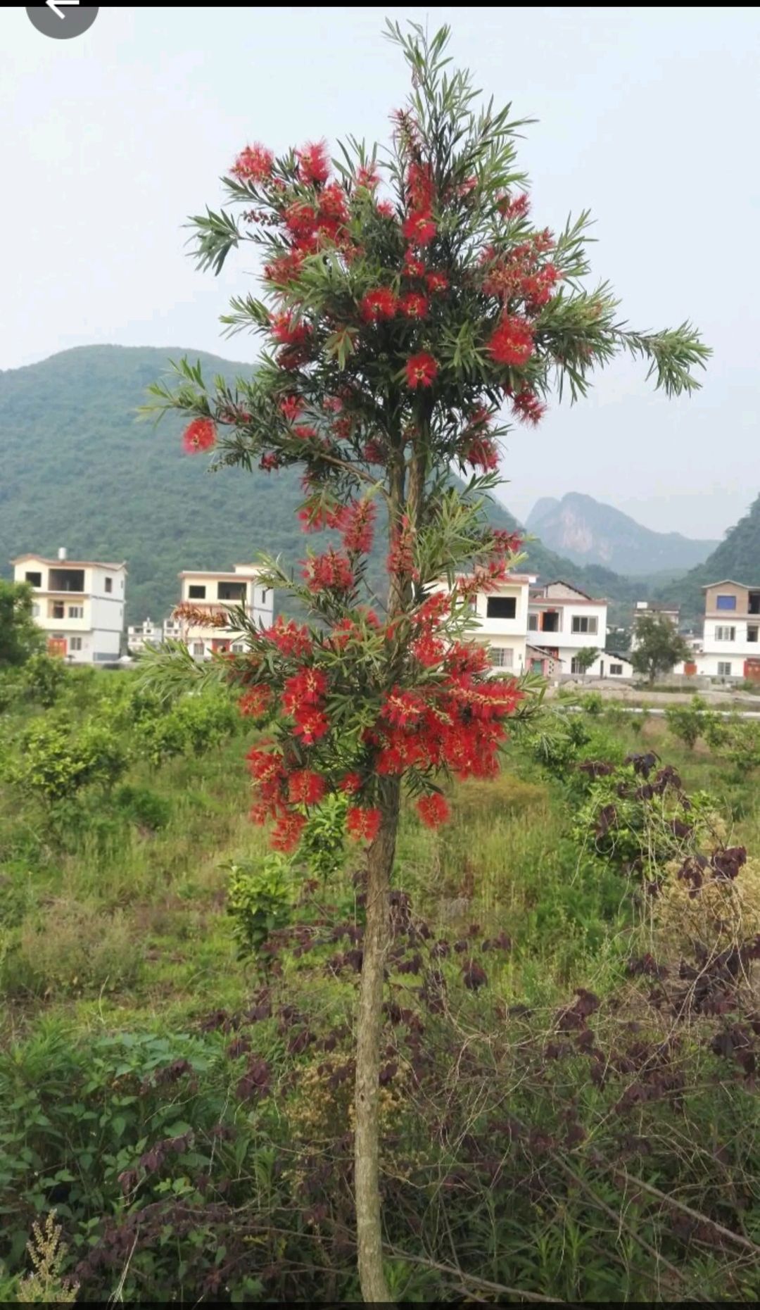 4～6胸径多花红千层，钱串柳，货源充足，价格合理