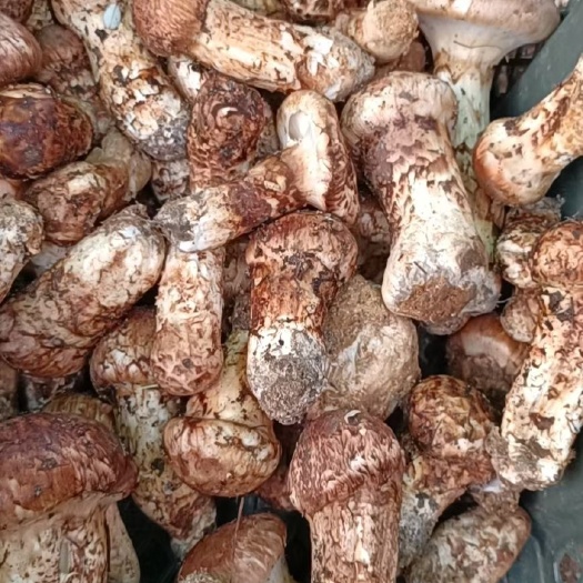 宝清县 新鲜松茸