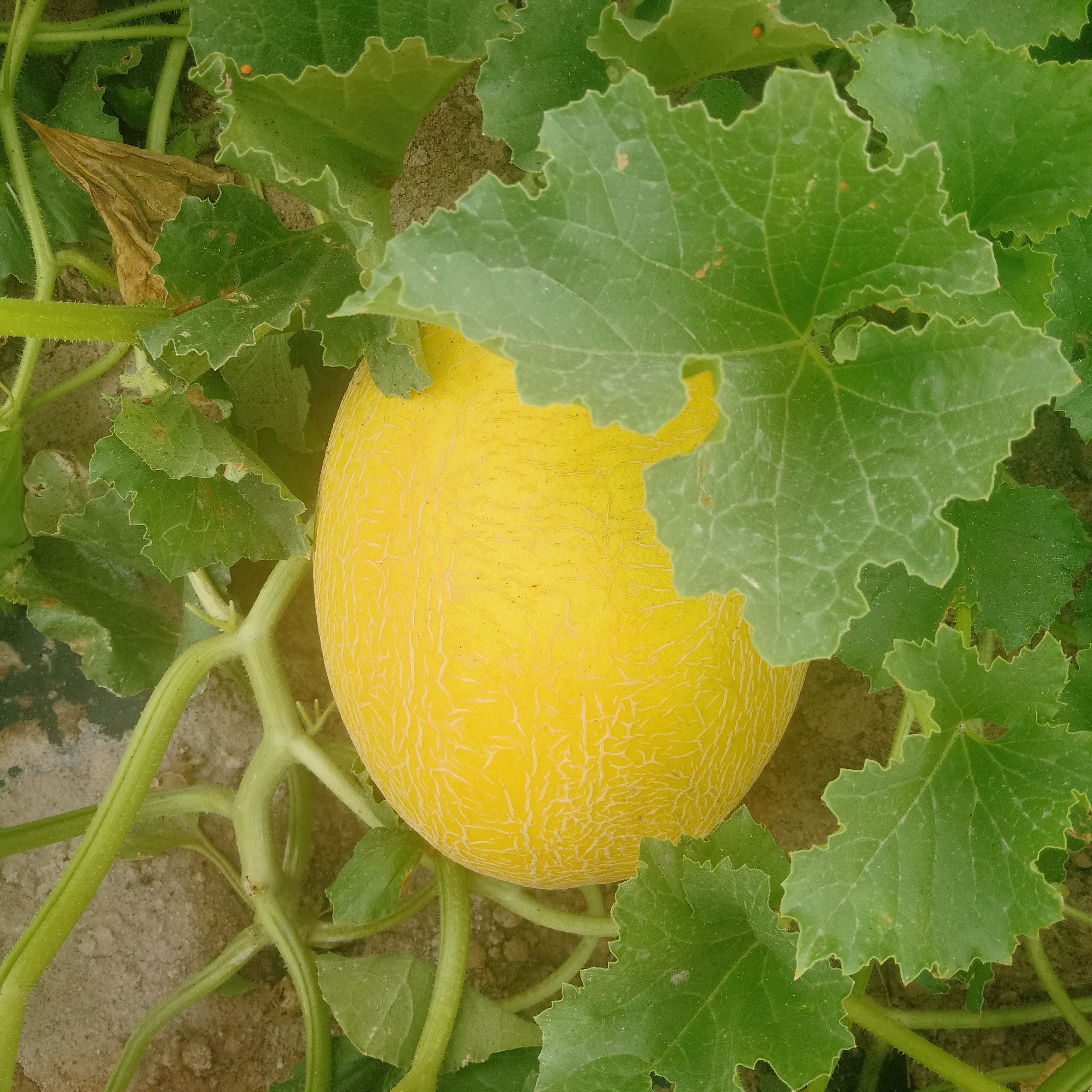  诚心寻找哈密瓜种植投资合作伙伴