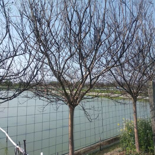 利辛县紫薇四川红