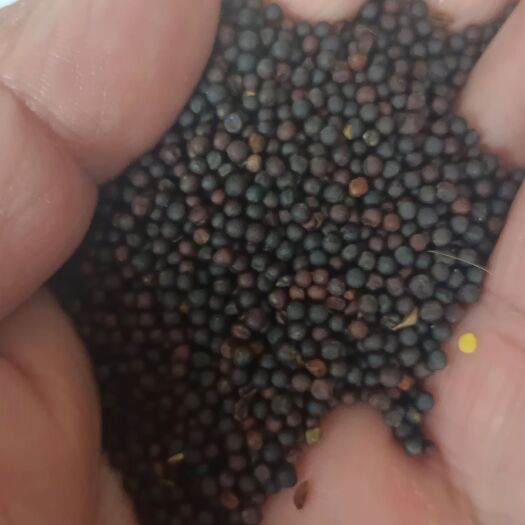 额尔古纳油菜籽  酸味菜籽