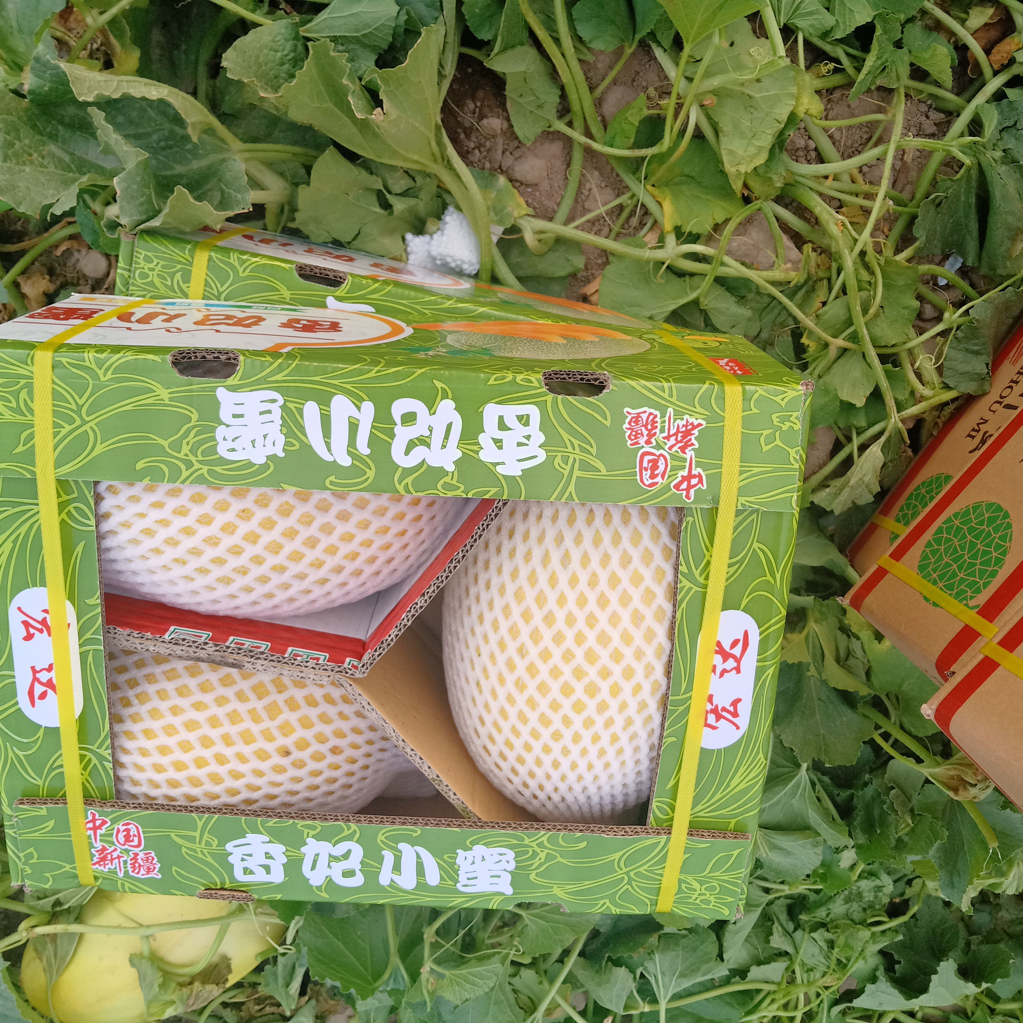  诚心寻找哈密瓜种植投资合作伙伴
