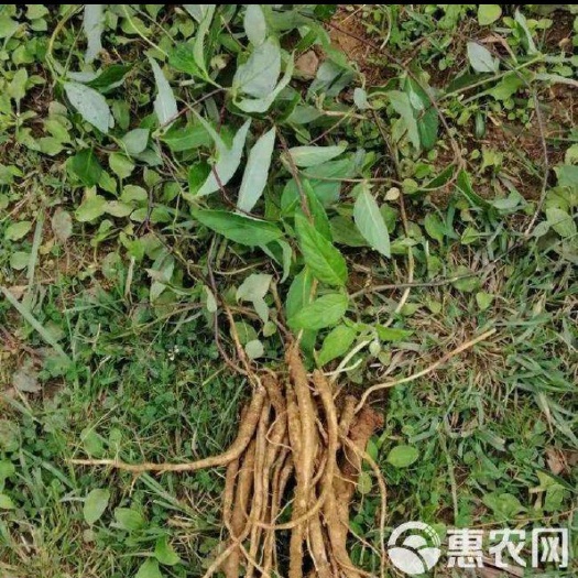 永善县 鲜党参