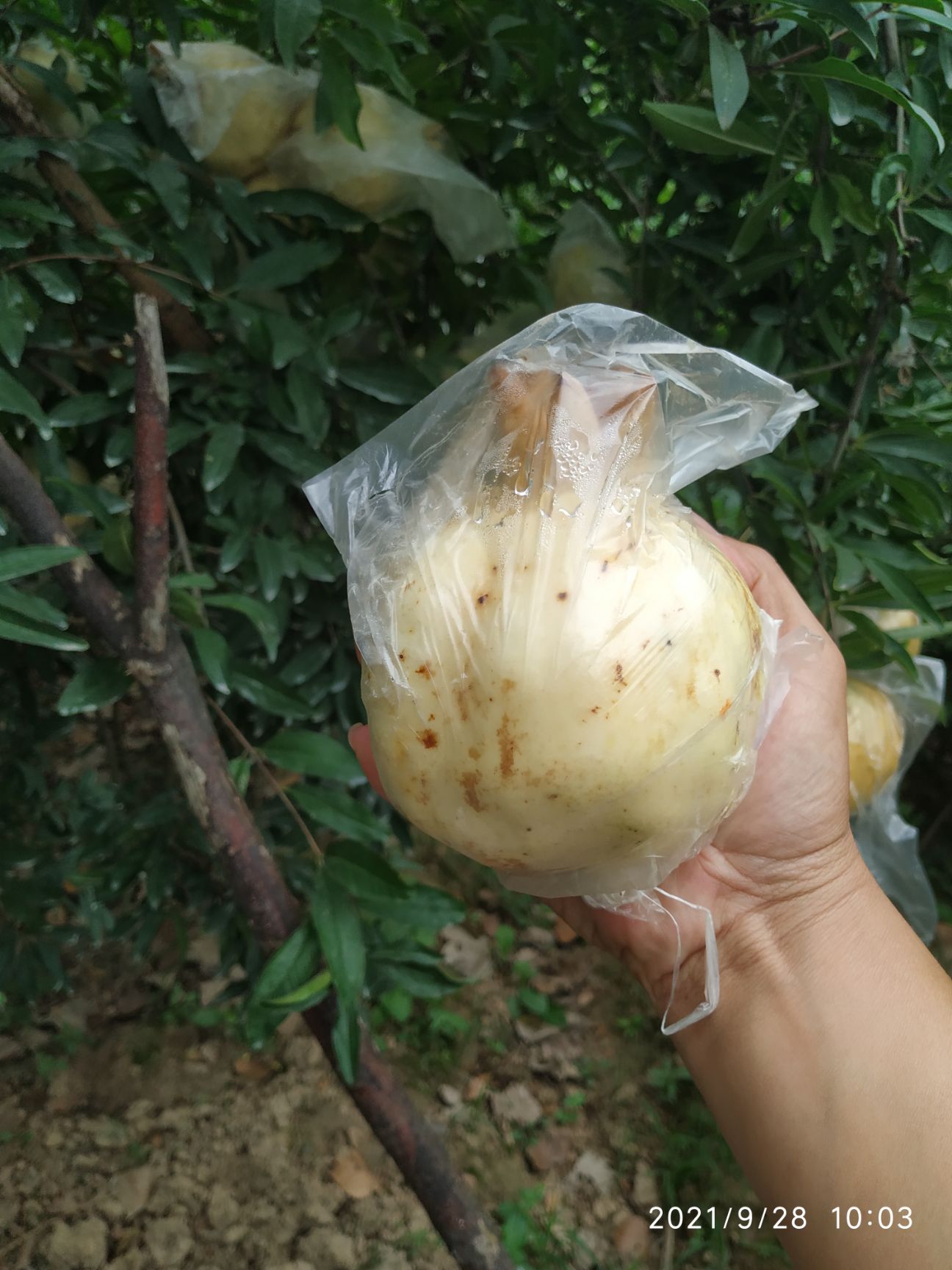  怀远白花玉石籽石榴