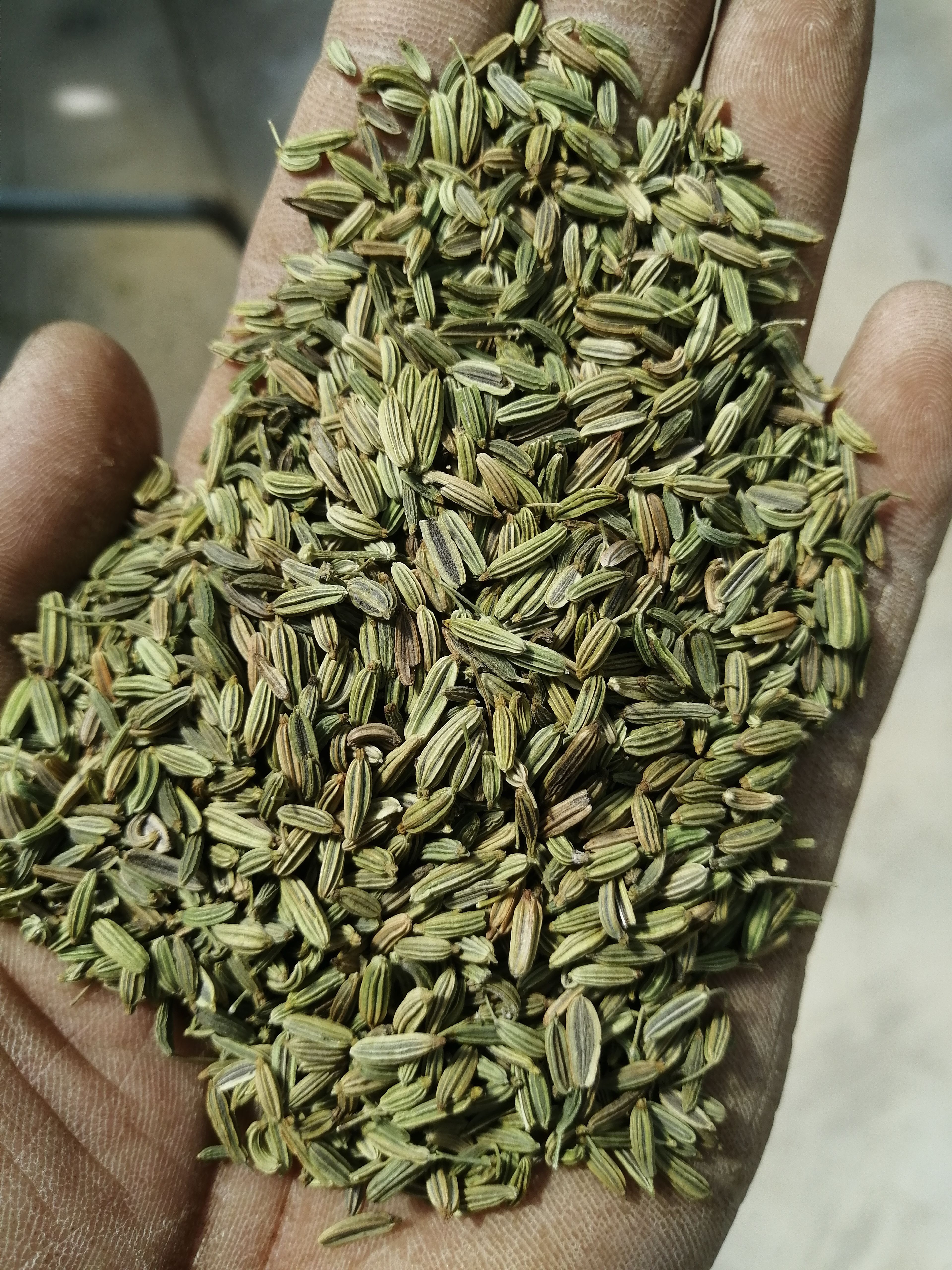 小茴香籽