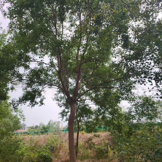 邳州市乌桕高低分枝，异形乌桕，5-30公分乌桕