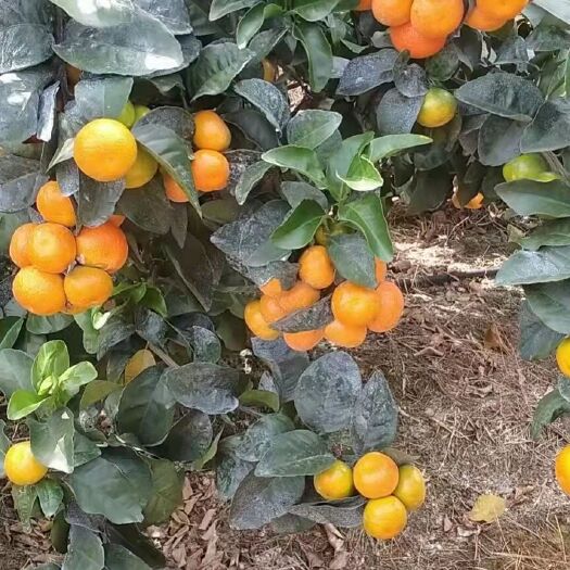 北流市沙糖桔  玉林金秋砂糖桔大量上市