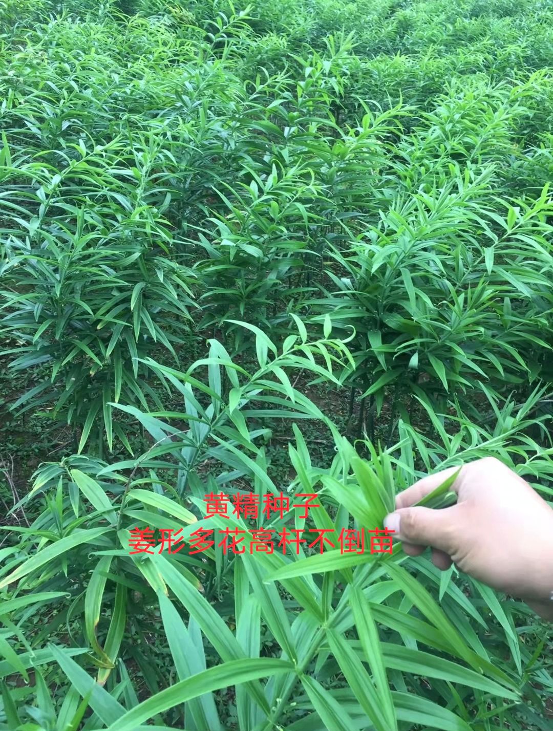 黄精种子 姜形多花高杆不倒苗