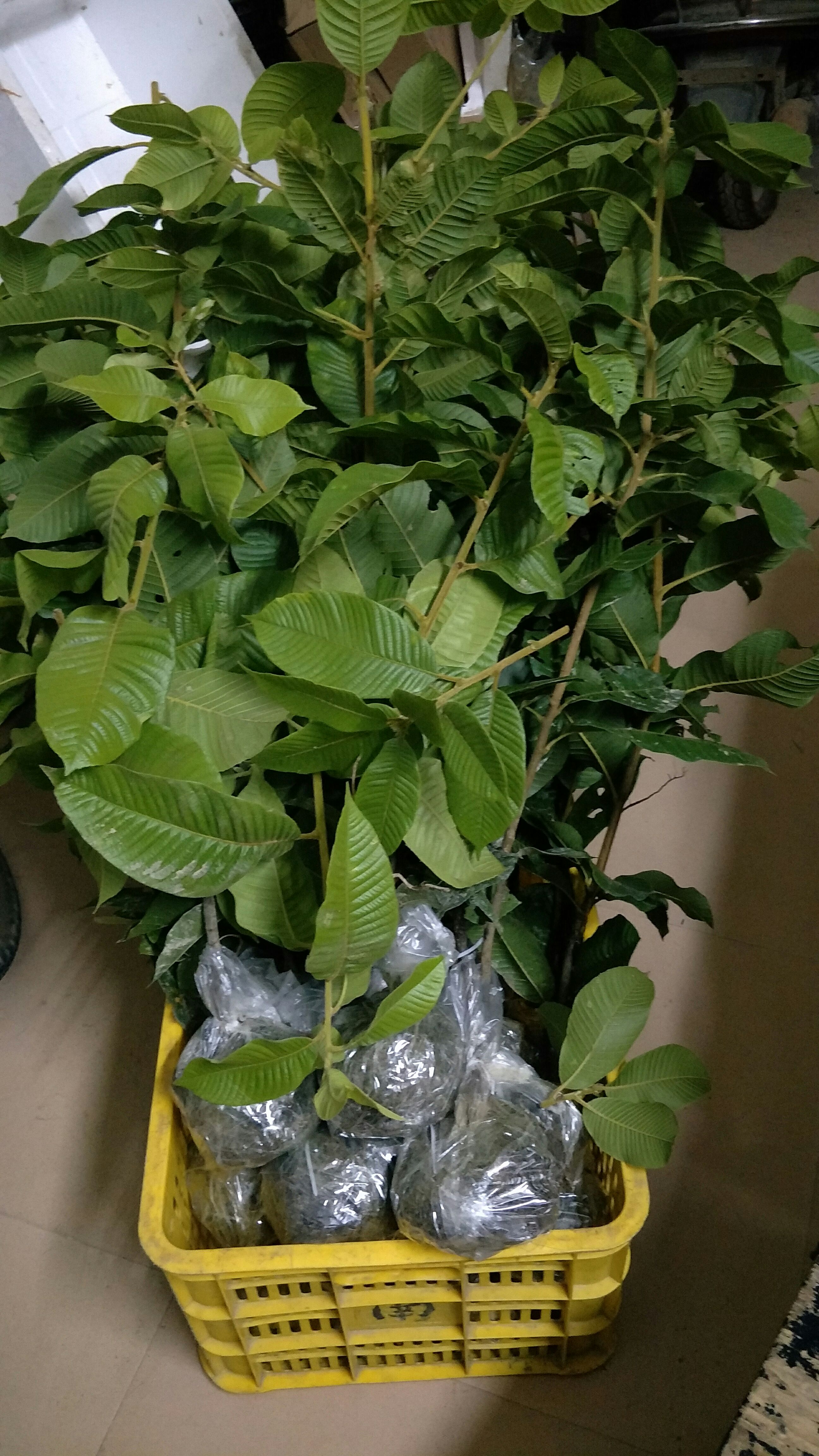 大叶风流果苗，益肾子，又叫马古叠，福至浩果品种，果大皮薄肉厚