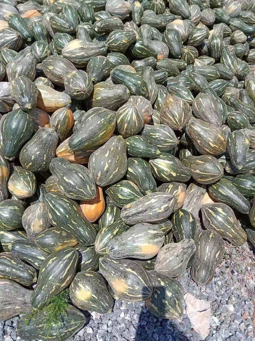 香芋南瓜种子，南瓜种子，口感佳，香芋味道浓郁，厂家直销