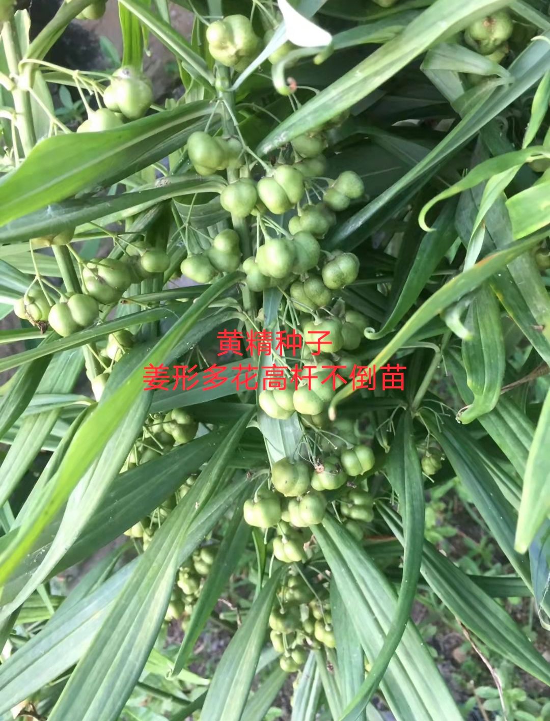 黄精种子 姜形多花高杆不倒苗