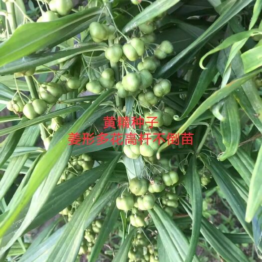 营山县黄精种子 姜形多花高杆不倒苗