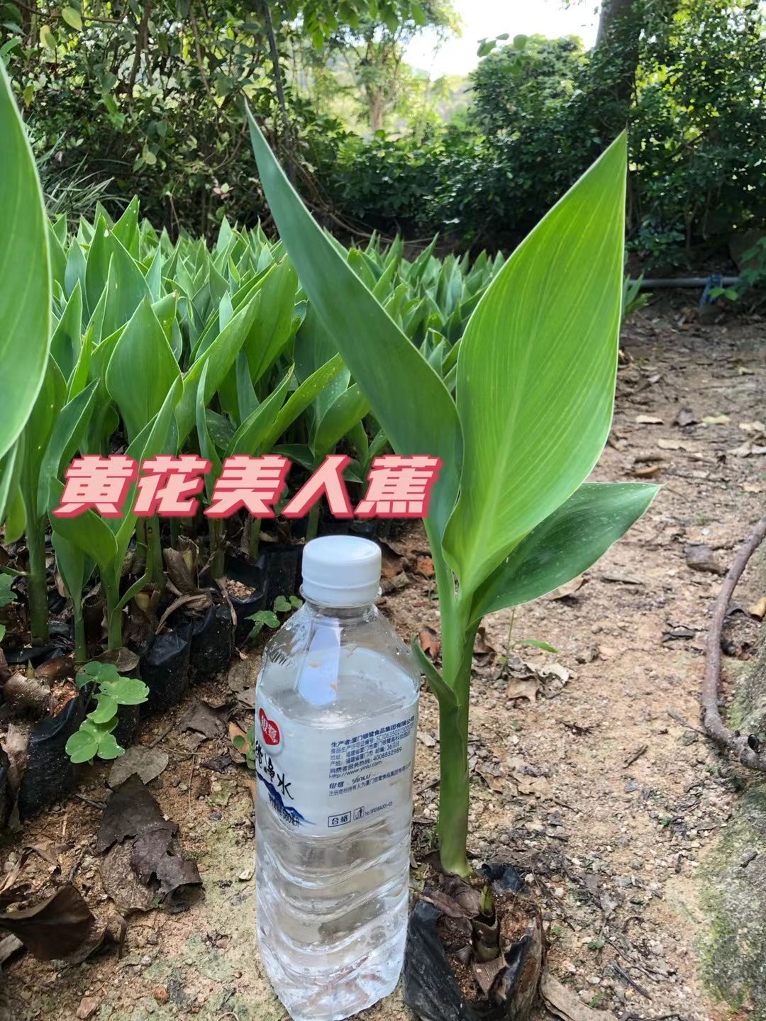  黄花美人蕉