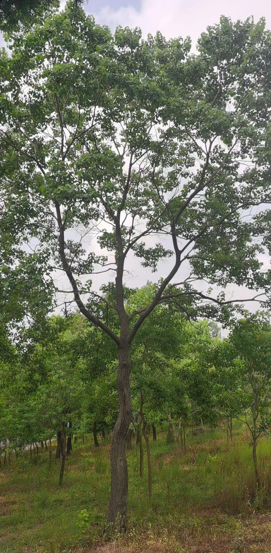 乌桕高低分枝，异形乌桕，5-30公分乌桕