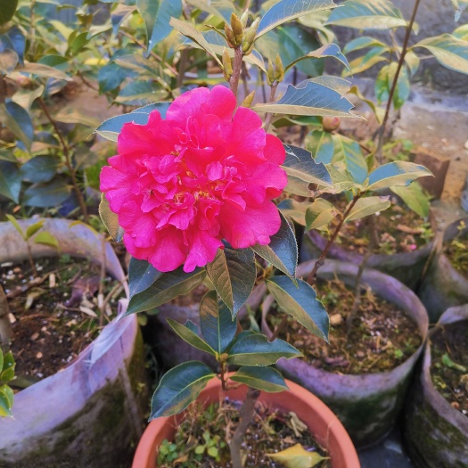 腾冲市茶花苗 