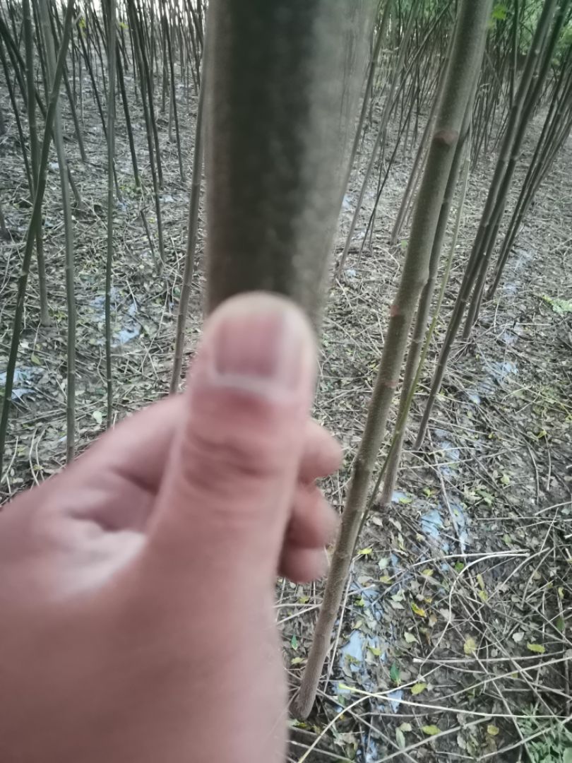 苦楝树  苦楝，速生苦楝，苦楝种子有量，