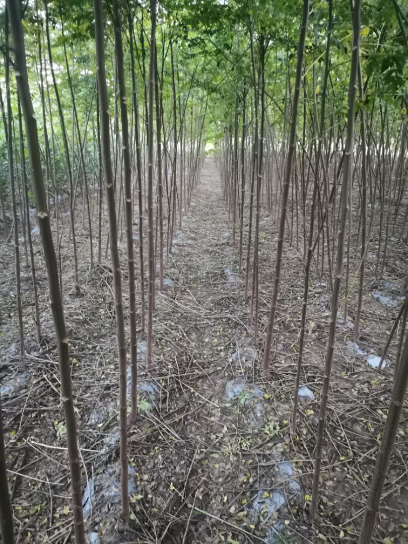 苦楝树  苦楝，速生苦楝，苦楝种子有量，