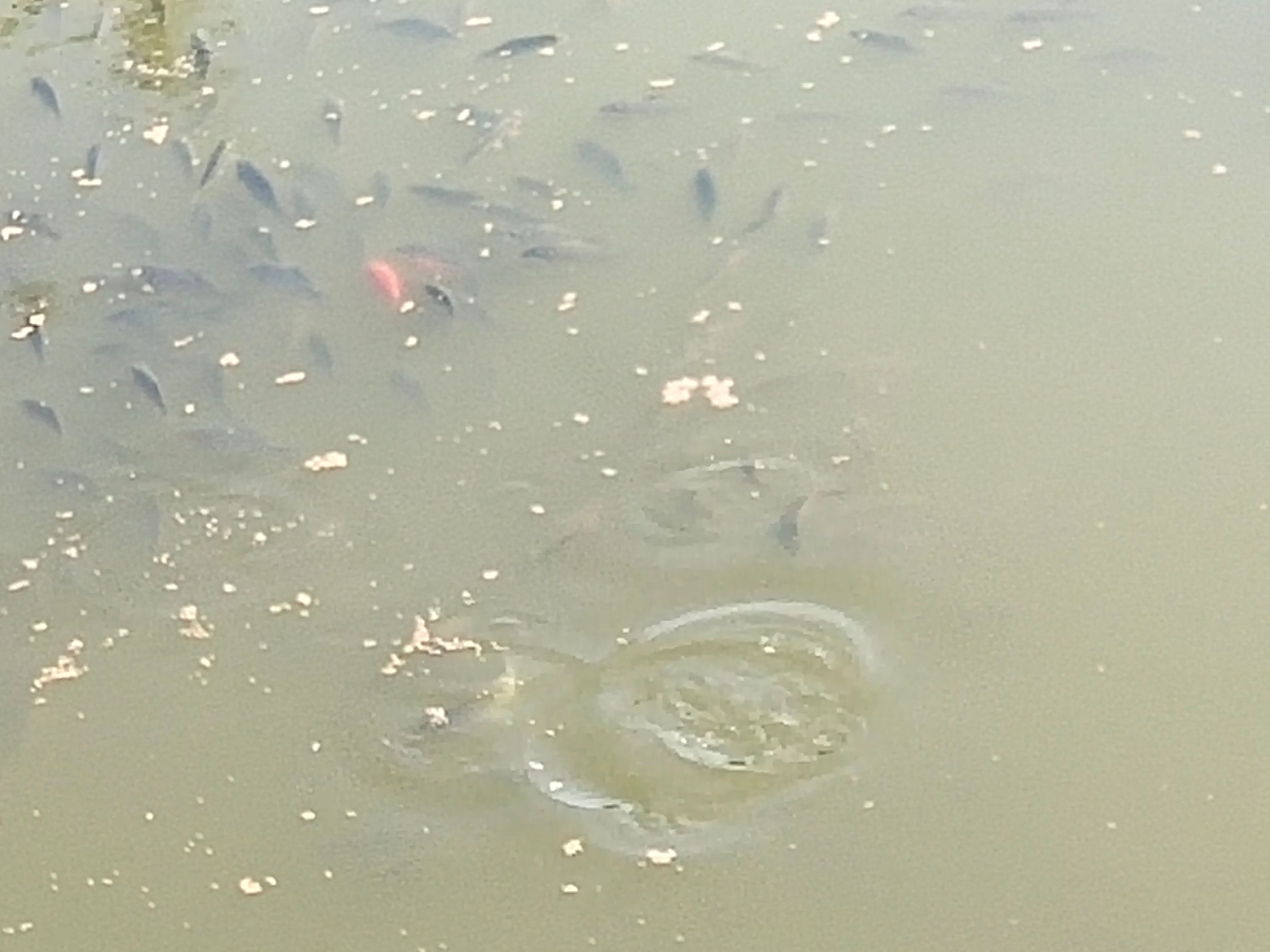 白鲫  土鲫鱼，鲤鱼